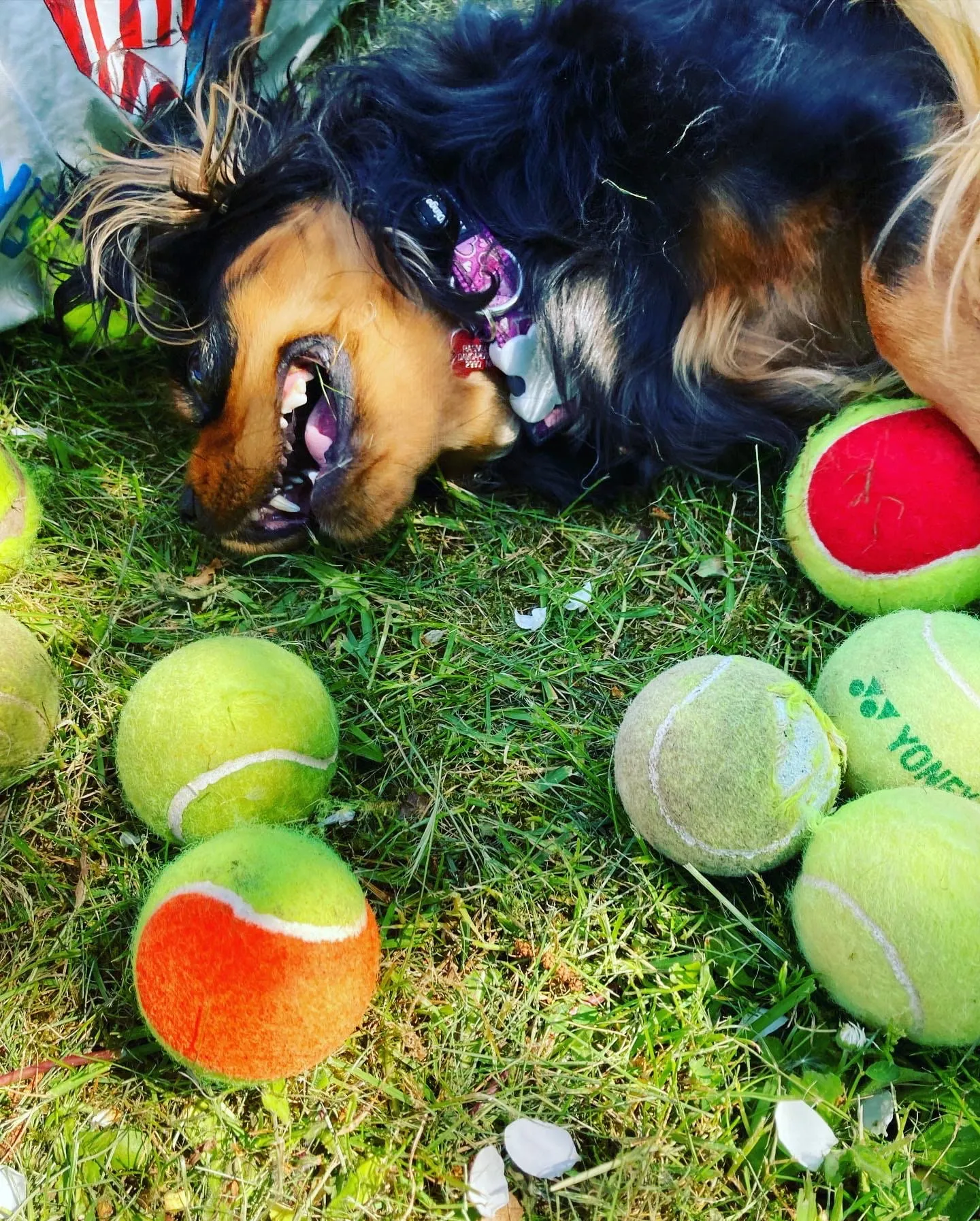 Lifestyle photograph — dog lying in the grass surrounded by tennis balls