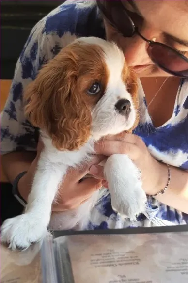Lifestyle photograph — Cavalier King Charles puppy